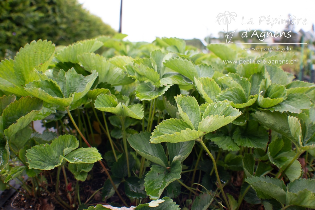 Fragaria hybride 'Petrino' - La pépinière d'Agnens