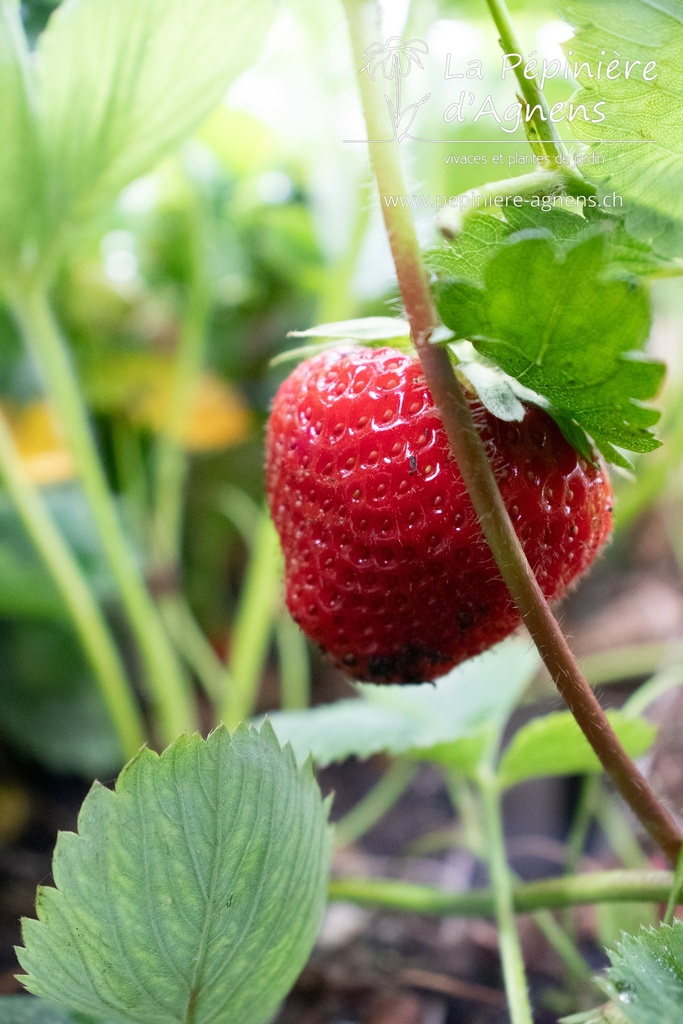 Fragaria hybride 'Petrino' - La pépinière d'Agnens