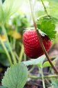 Fragaria hybride 'Petrino' - La pépinière d'Agnens