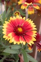 Gaillardia aristata 'Granada' - La pépinière d'Agnens