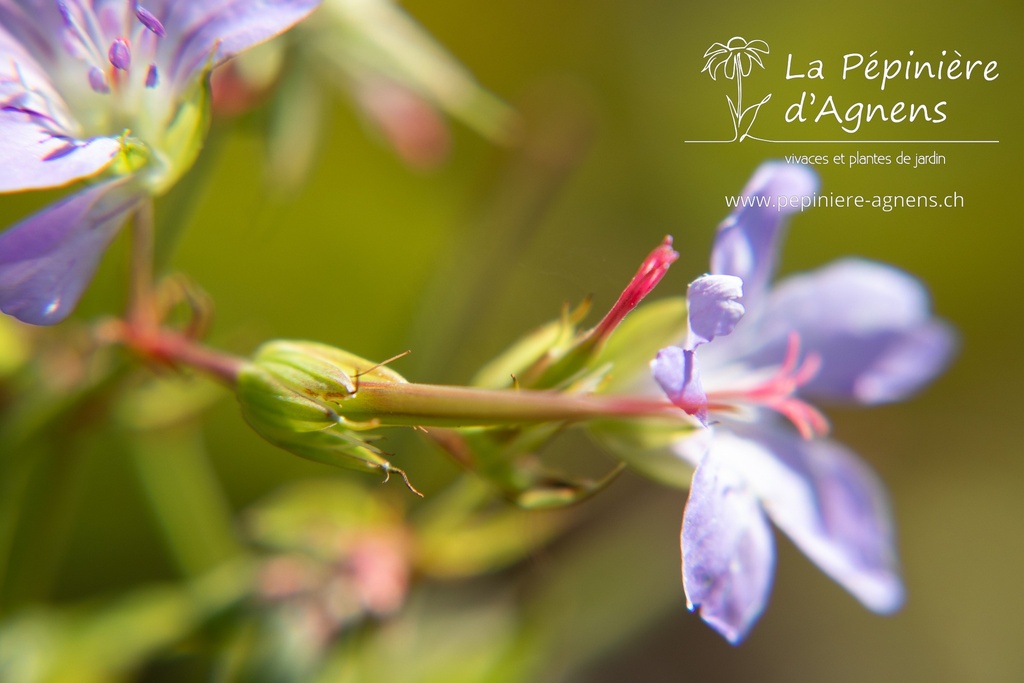 Geranium nodosum - La pépinière d'Agnens