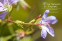 Geranium nodosum - La pépinière d'Agnens