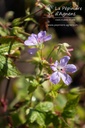 Geranium nodosum - La pépinière d'Agnens