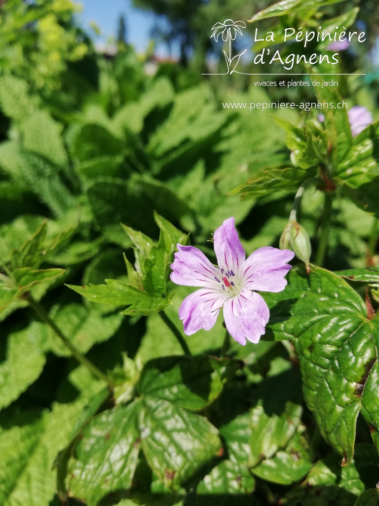 Geranium nodosum - La pépinière d'Agnens