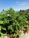 Geranium nodosum - La pépinière d'Agnens