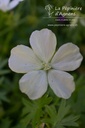 Geranium sanguineum 'Album'- La pépinière d'Agnens