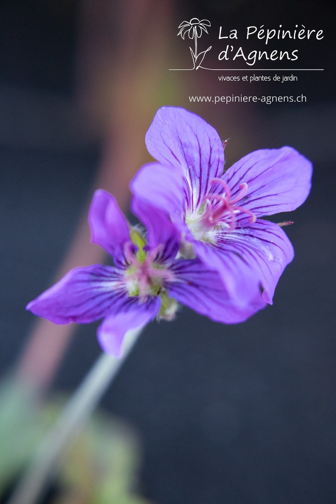 Geranium wlassovianum - La pépinière d'Agnens