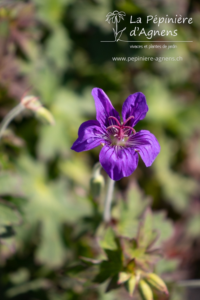 Geranium wlassovianum - La pépinière d'Agnens