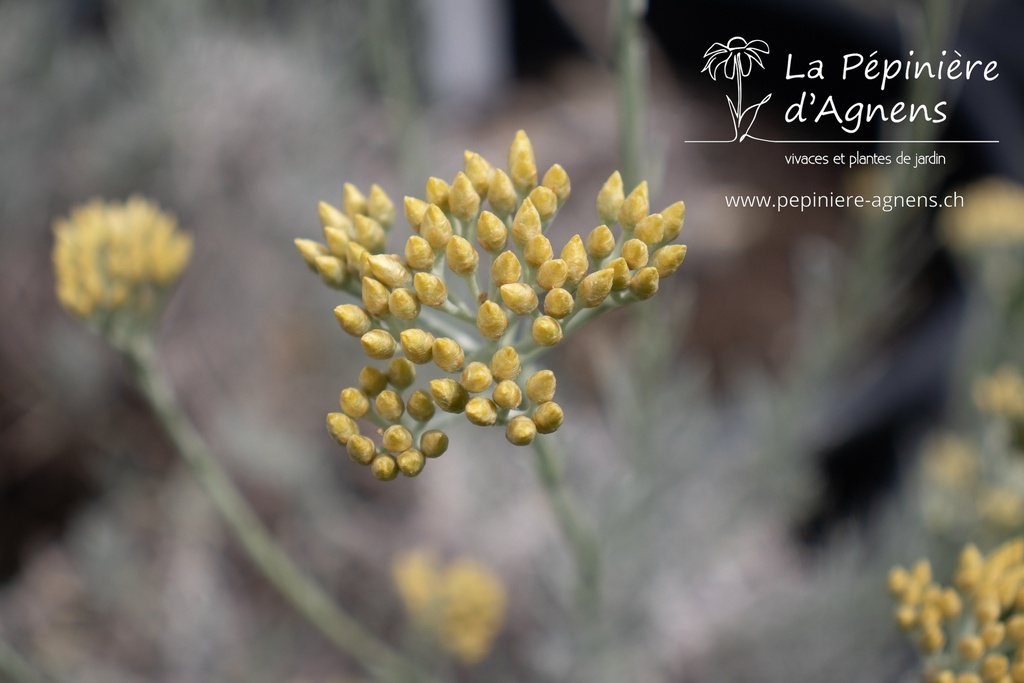 Helichrysum italicum - La pépinière d'Agnens