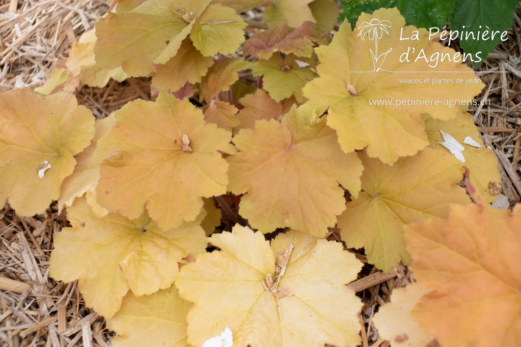 Heuchera hybride 'Caramel' ® - La pépinière d'Agnens