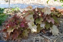 Heuchera hybride 'Caramel' ® - La pépinière d'Agnens