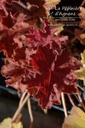 Heuchera hybride 'Caramel' ® - La pépinière d'Agnens