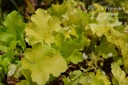 Heuchera hybride 'Lime Marmalade'- La pépinière d'Agnens