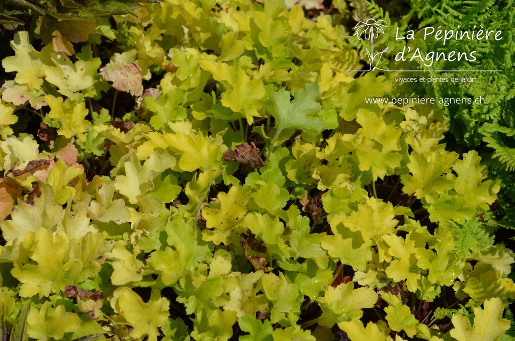 Heuchera hybride 'Lime Marmalade' - La pépinière d'Agnens