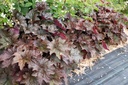 Heuchera micrantha 'Palace Purple'- La pépinière d'Agnens