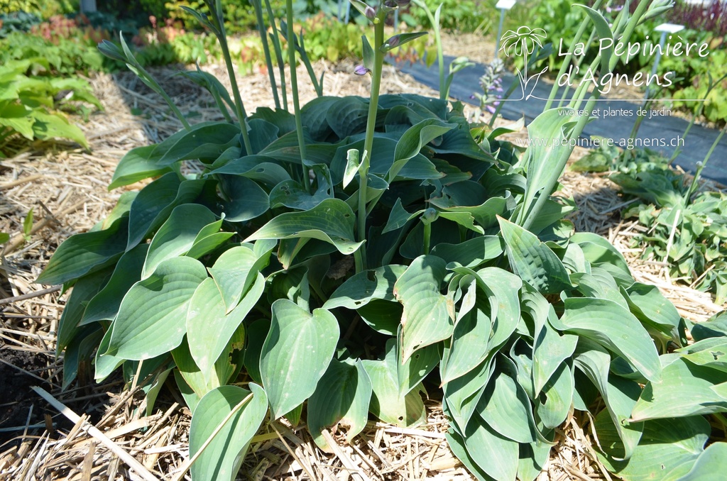 Hosta hybride 'Blue Cadet' - La pépinière d'Agnens