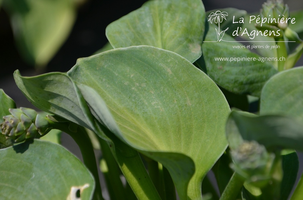 Hosta hybride 'Blue Mouse Ears' - La pépinière d'Agnens