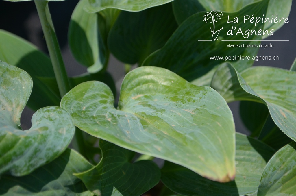 Hosta hybride 'Halcyon' - La pépinière d'Agnens