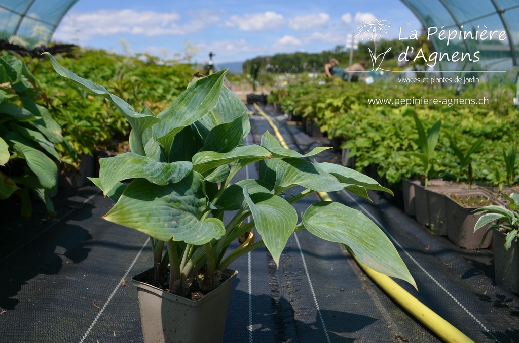 Hosta hybride 'Halcyon' - La pépinière d'Agnens