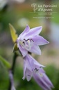 Hosta hybride 'Harry van Trier' - La pépinière d'Agnens