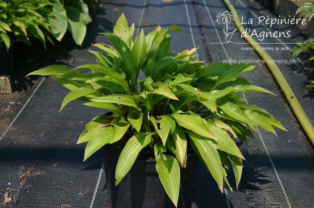 Hosta lancifolia - La pépinière d'Agnens