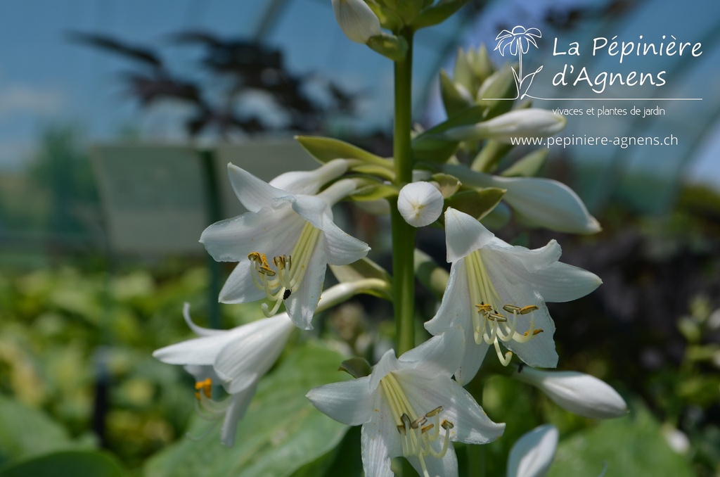 Hosta sieboldiana 'Elegans' - La pépinière d'Agnens