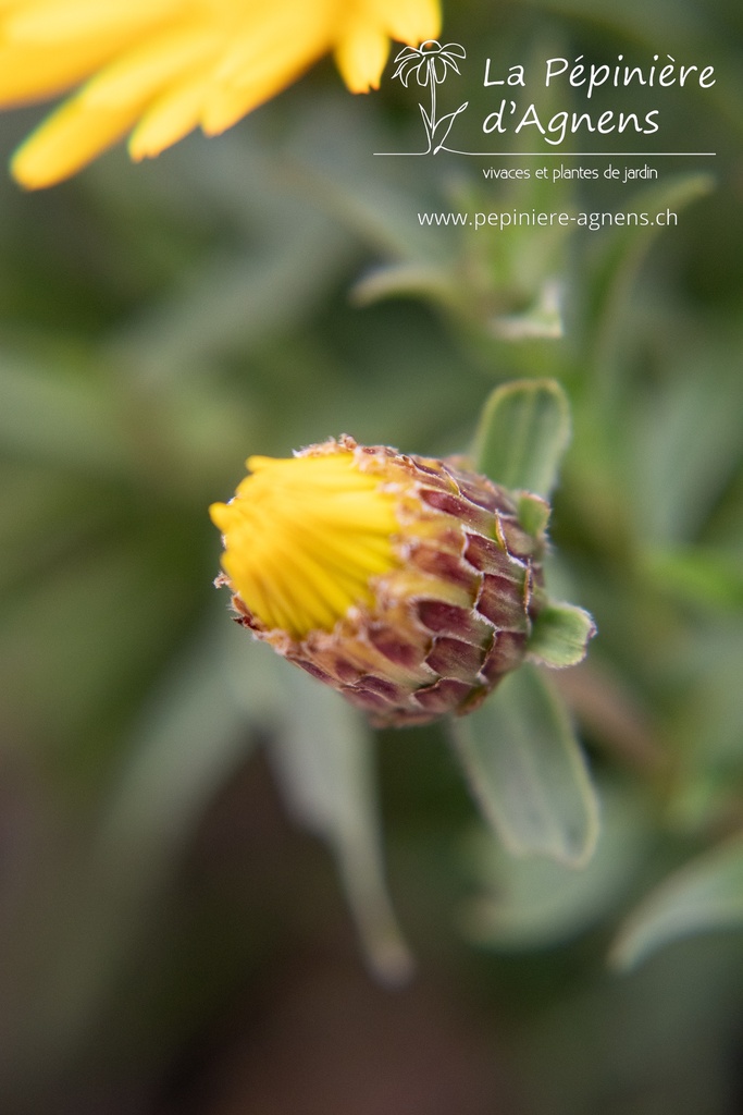 Inula ensifolia - La pépinière d'Agnens