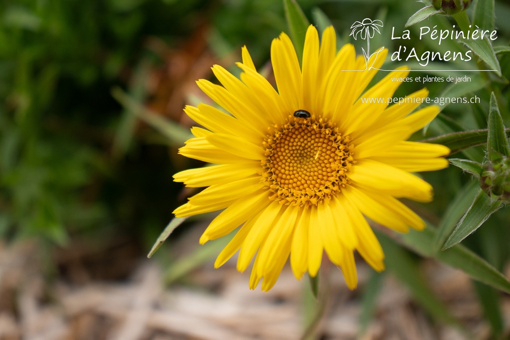 Inula ensifolia - La pépinière d'Agnens