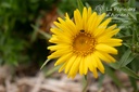 Inula ensifolia - La pépinière d'Agnens