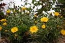 Inula ensifolia - La pépinière d'Agnens