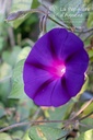 Ipomoea purpurea 'Velours de nuit' - La pépinière d'Agnens