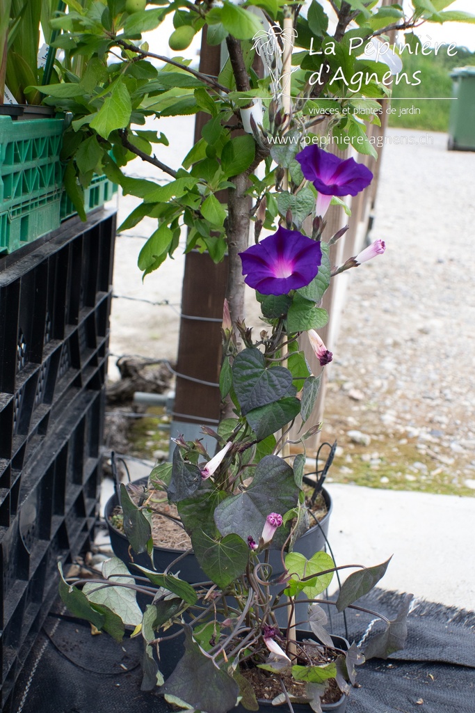 Ipomoea purpurea 'Velours de nuit' - La pépinière d'Agnens