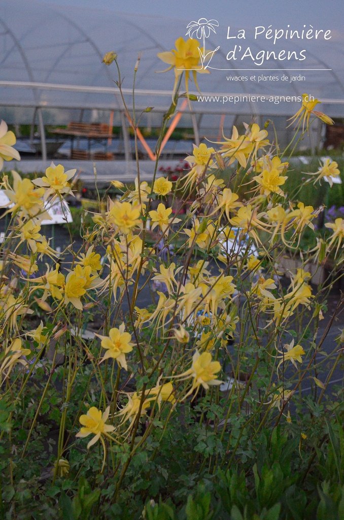 Aquilegia chrysantha 'Yellow Queen' - La pépinière d'Agnens