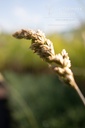 Koeleria glauca - La pépinière d'Agnens