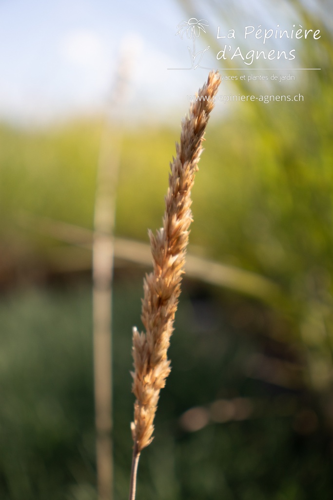 Koeleria glauca - La pépinière d'Agnens