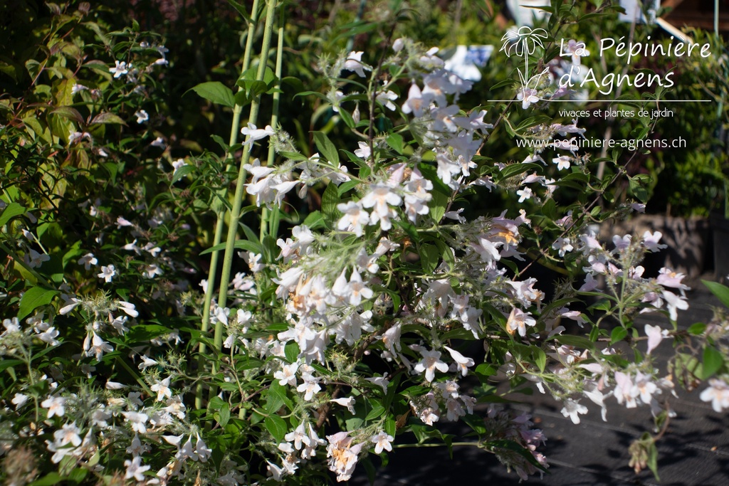 Kolkwitzia amabilis 'Pink Cloud' - La pépinière d'Agnens