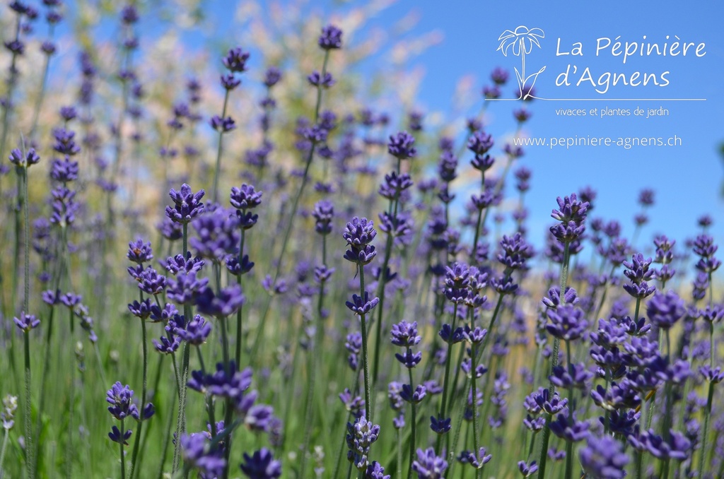 Lavandula angustifolia 'Hidcote Blue' - La pépinière d'Agnens