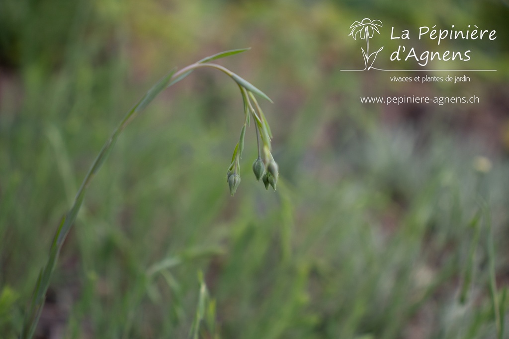 Linum perenne - La pépinière d'Agnens