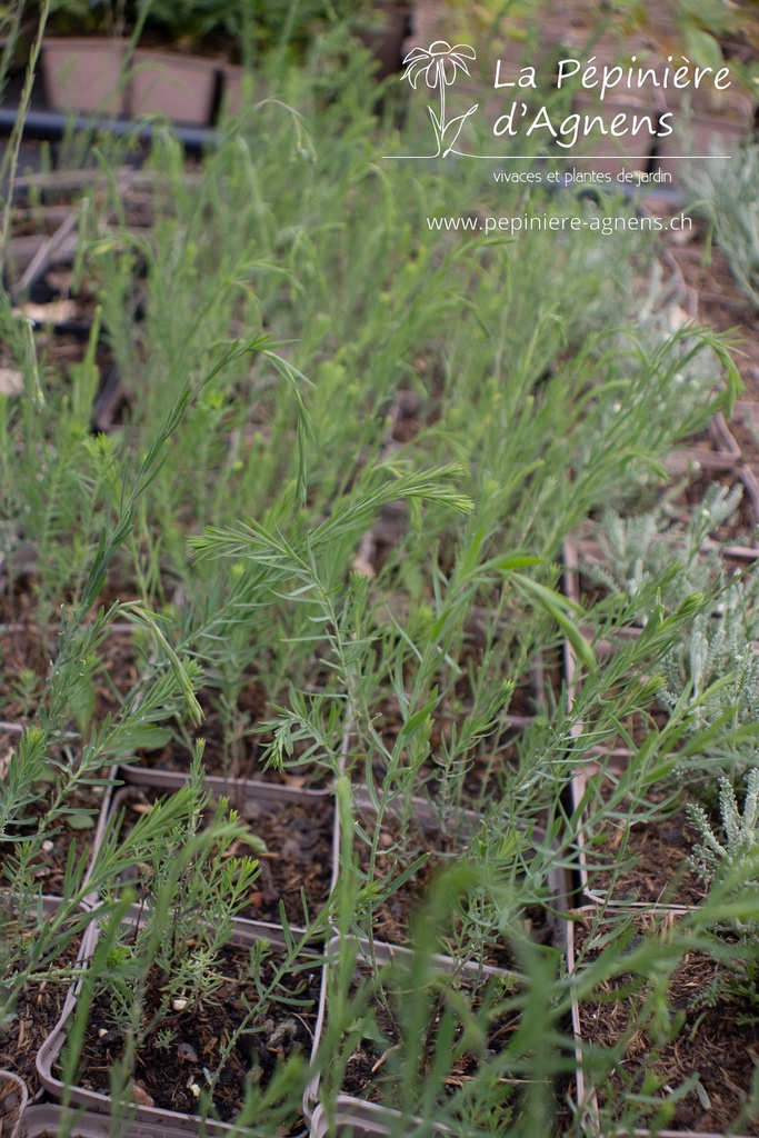 Linum perenne - La pépinière d'Agnens