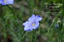 Linum perenne - La pépinière d'Agnens