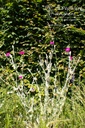 Lychnis coronaria - La pépinière d'Agnens