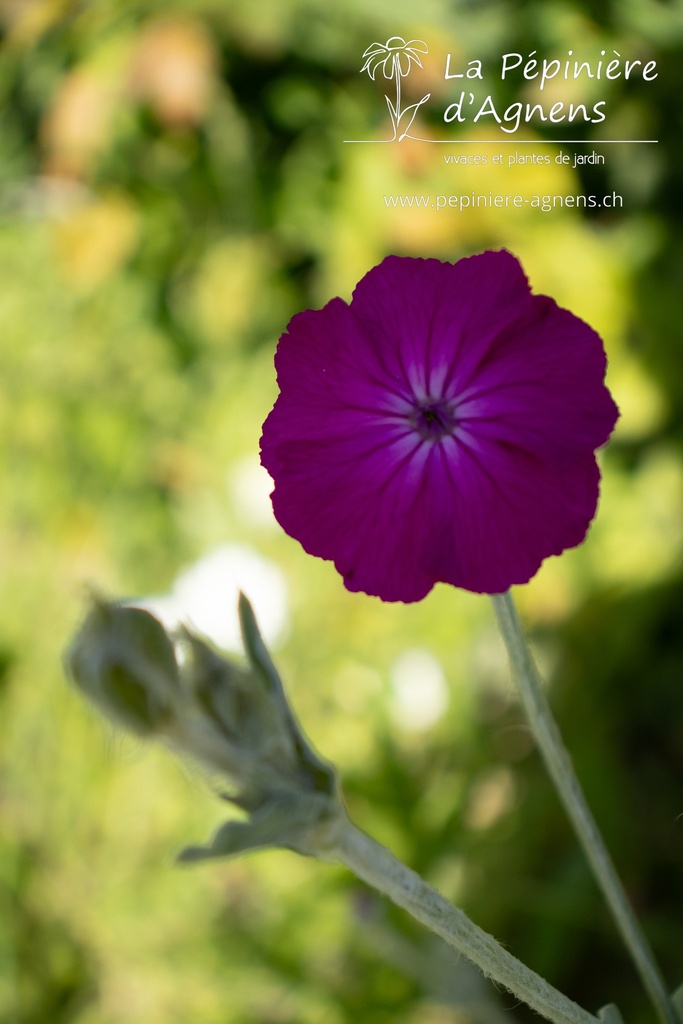 Lychnis coronaria - La pépinière d'Agnens