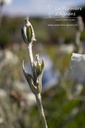 Lychnis coronaria 'Alba' - La pépinière d'Agnens