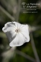 Lychnis coronaria 'Alba' - La pépinière d'Agnens