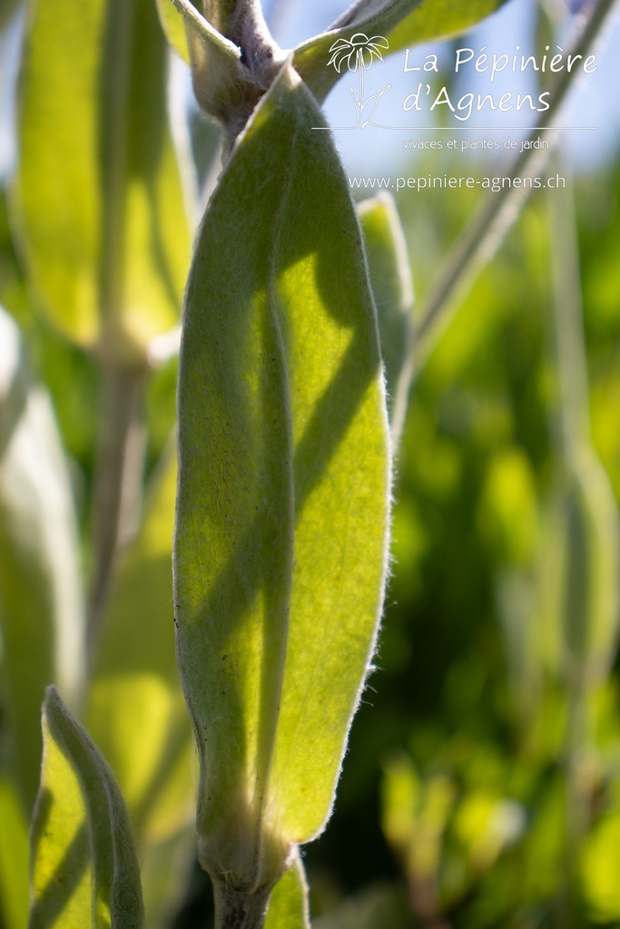 Lychnis coronaria 'Alba' - La pépinière d'Agnens