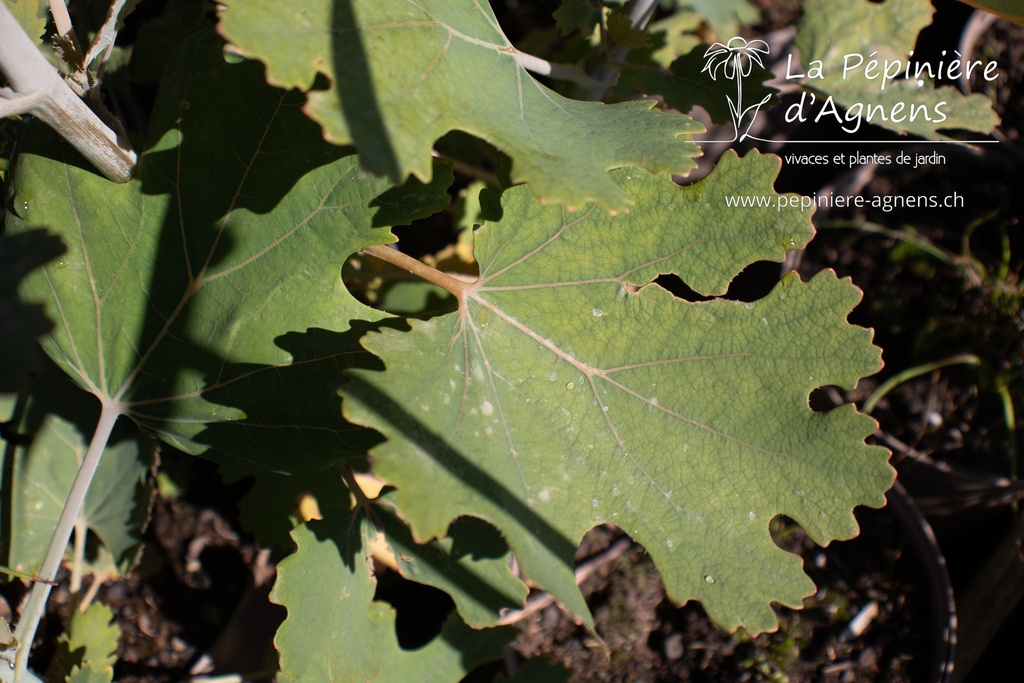 Macleaya microcarpa 'Kelway's Coral Plume' - La pépinière d'Agnens