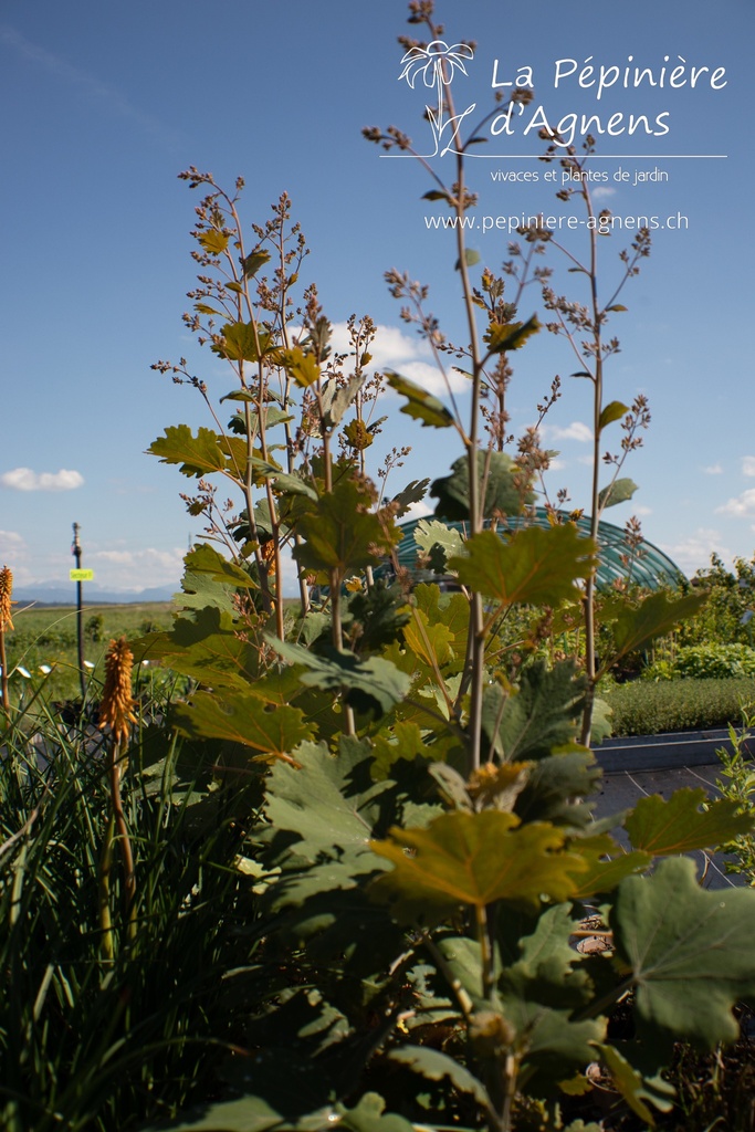 Macleaya microcarpa 'Kelway's Coral Plume' - La pépinière d'Agnens