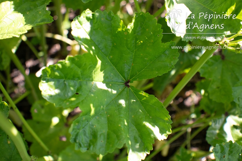 Malva sylvestris - La pépinière d'Agnens