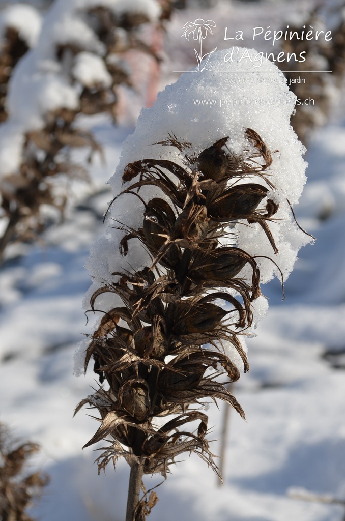 Acanthus spinosus - La pépinière d'Agnens