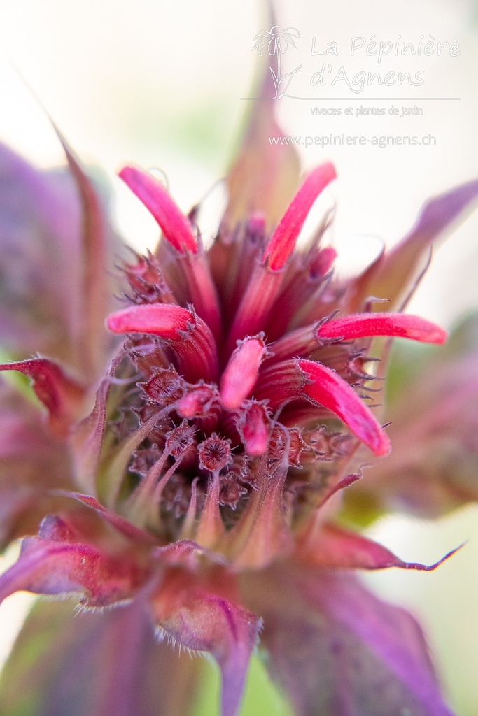 Monarda hybride 'Cambridge Scarlet' - La pépinière d'Agnens